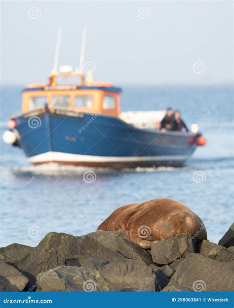 Vertical Shot Of A Brown Walrus On The Rocks Of Seahouses Harbour