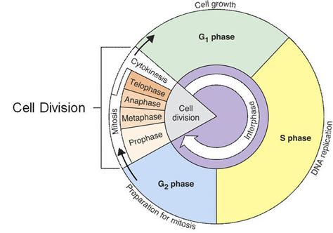 4 Ciclo Celular Y Sus Fases Download Scientific Diagram
