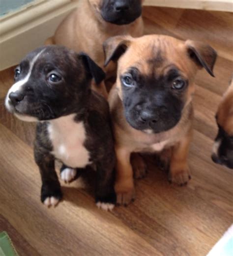Alabama alaska arizona arkansas california colorado connecticut delaware district of columbia florida georgia hawaii idaho illinois indiana iowa kansas kentucky louisiana maine maryland massachusetts michigan minnesota. Staffordshire Bull Terrier puppies for sale | Birmingham ...
