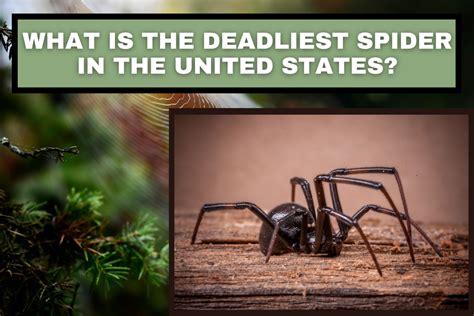 What Is The Deadliest Spider In America Dengarden