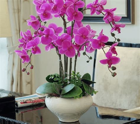 10 Jenis Tanaman Bunga Hias Indoor Terbaik