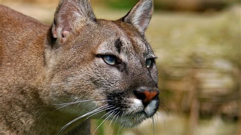Mountain Lion Cougar Hd Wallpapers