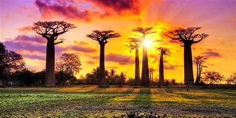 Madagascar Avenue Of The Baobabs Evaneos