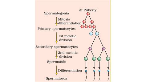 Q16 Explain Spermatogenesis With The Help Of A Schematic Representation