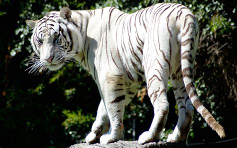 Rare White Tiger Wallpapers | HD Wallpapers | ID #9903