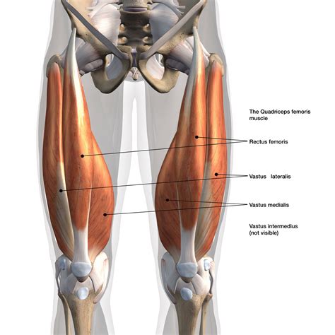 Did You Know Some People Have Quadricep Muscles Biomechanics