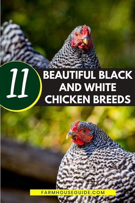 each of these 11 breeds of chicken has stunning black and white plumage that will add a hint of