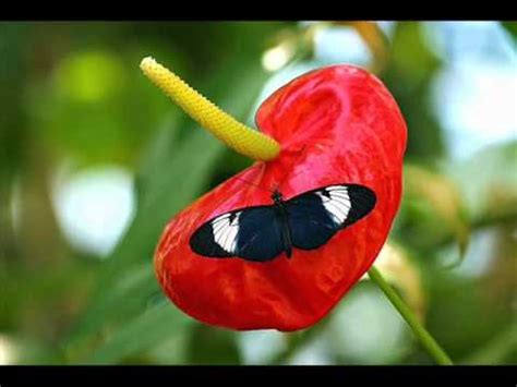 Maybe you would like to learn more about one of these? The Heart-Shaped Flower, Anthurium - YouTube