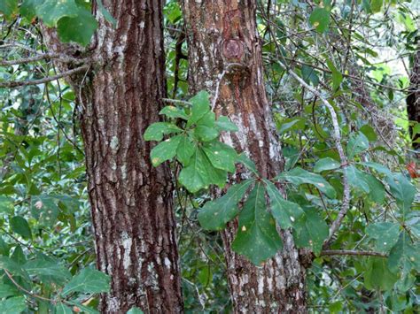 Common North American Hardwood Trees