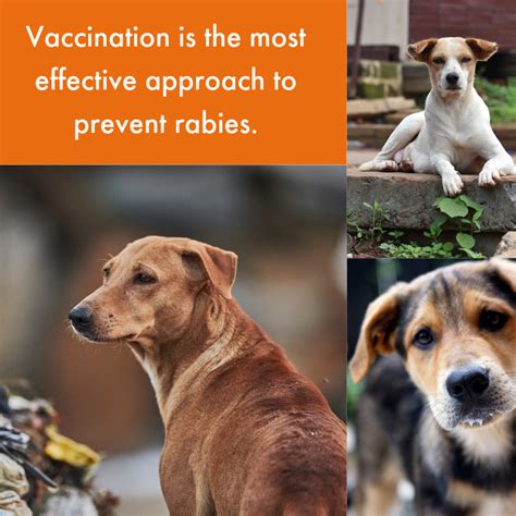 How often does my pet need vaccines? Vaccinate Dogs and End Rabies | World Animal Protection