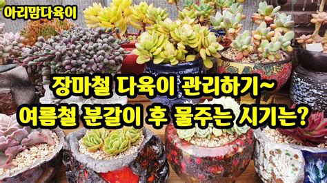 다육이 장마철 관리 하기여름철 분갈이 후 물주는시기는多肉植物 Succulent Plant 다육식물 Youtube