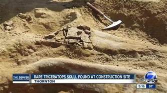 Photos Rare Triceratops Fossil Found In Thornton At Construction Site
