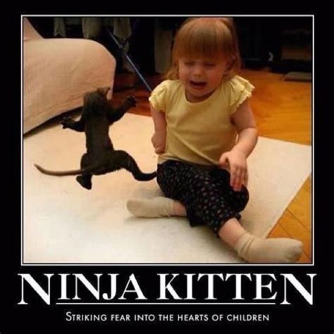Ninja Kitten Kittens Funny Cat Jump Fail Funny Animal Pictures