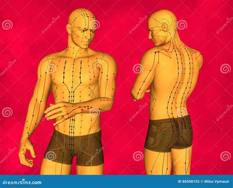 Acupuncture Model Stock Illustration Illustration Of Acupressure