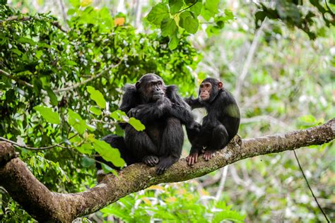 Are Chimpanzees At Risk The Future Of Chimpanzees In East Africa