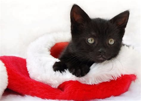 215 Best Christmas Cats And Kittens Images On Pinterest Christmas