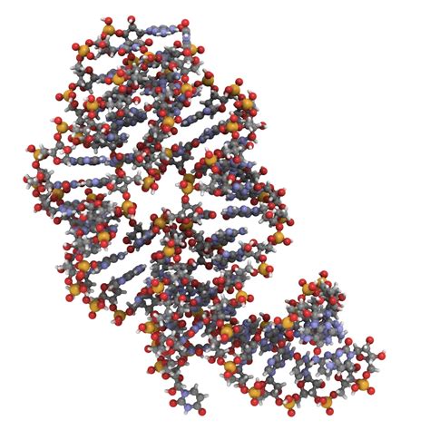 'there is a race to get the public vaccinated, so we are willing to take more risk.' mRNA Sequence: Call the Messenger!