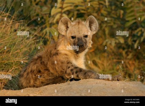 Young Spotted Hyena Lying On A Termite Heap Stock Photo Alamy