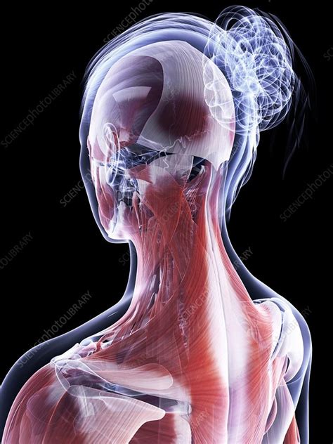 Female Muscular System Artwork Stock Image F0095429 Science