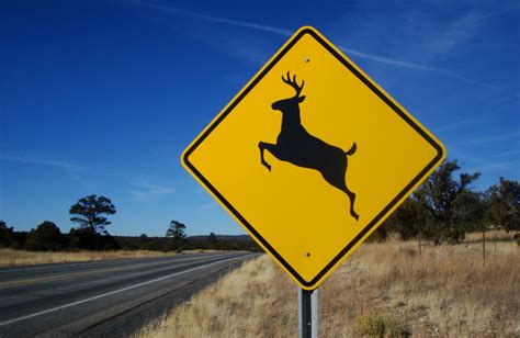What To Do If You Hit A Deer In Pennslyvania