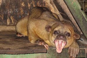 Which exotic animals make good pets?