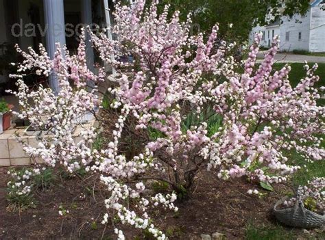 Maybe you would like to learn more about one of these? PlantFiles Pictures: Prunus, Dwarf Flowering Almond, Pink ...