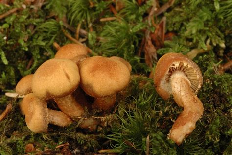 Armillaria Tabescens Ringless Honey Fungus