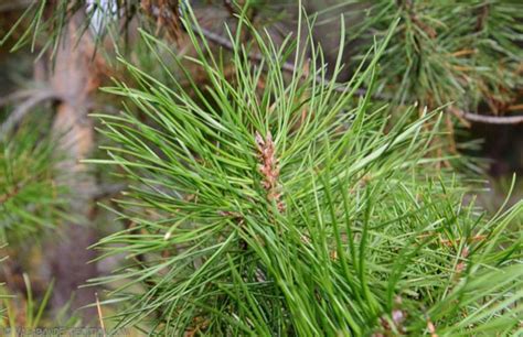 Red Pine Needles For Pine Needle Tea Fresh Organic Uk Seller Etsy