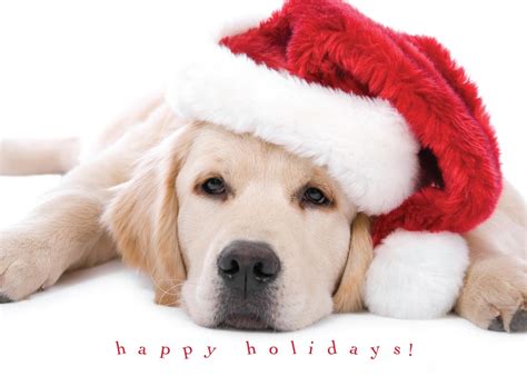 Cute Puppy Holiday Christmas Cards From Cardsdirect