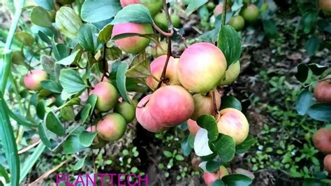 Well Watered Kashmiri Red Apple Ber Plant For Fruits At Rs 60piece In