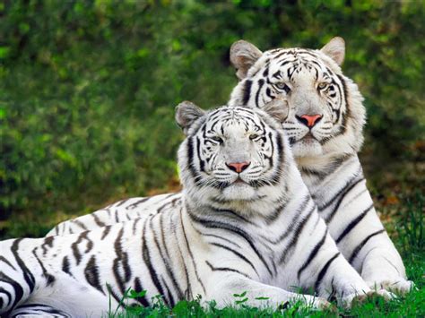 White Tiger Wild Life World