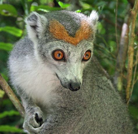 Crowned Lemur Mammals Beautiful Creatures Nature Animals