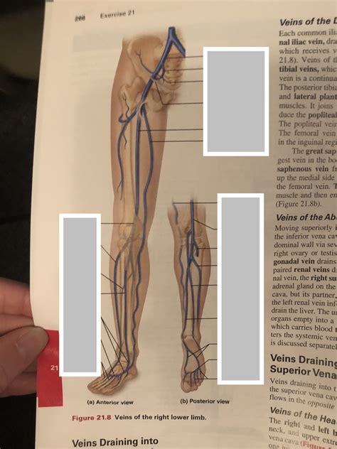 Veins Of The Right Lower Limb Diagram Quizlet