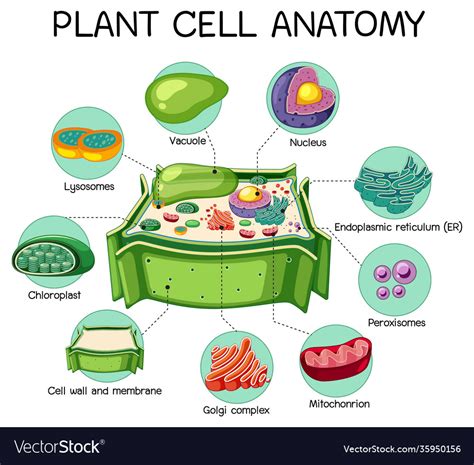 Anatomy Plant Cell Biology Diagram Royalty Free Vector Image