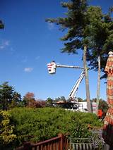 Pictures of Tree Service Falmouth Ma