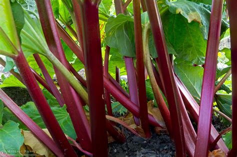 Red Rhubarb Stems Michael Russell Photography
