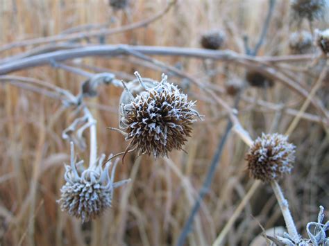Maybe you would like to learn more about one of these? Winter Prairie - Dyck Arboretum