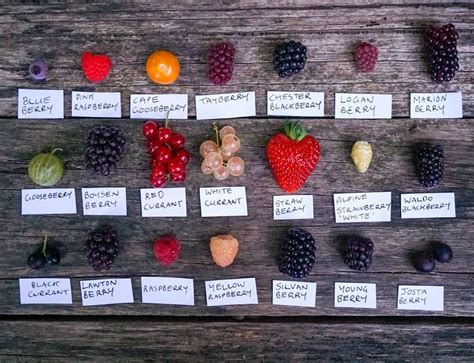 Berry Comparison Of All The Different Berries You Can Grow In Your