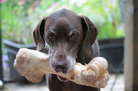 Can I Give My Dog Bones