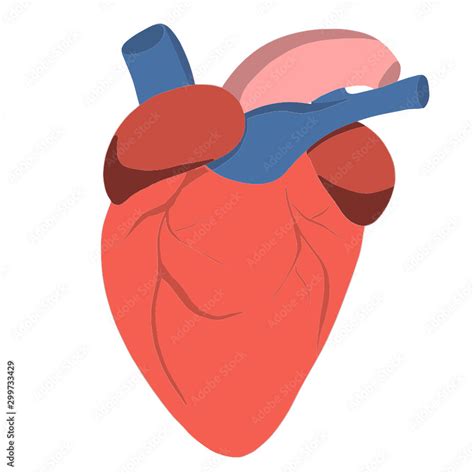 The Anatomical Heart Is Isolated A Muscular Organ In Humans And