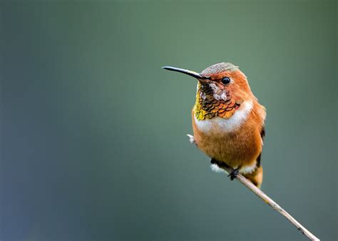 Download Bird Animal Hummingbird Hd Wallpaper