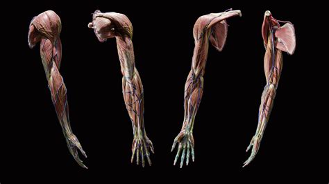 Artstation Anatomy Of The Upper Limb Udim Resources