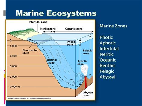 Ppt Aquatic Biomes Powerpoint Presentation Free Download Id2034919