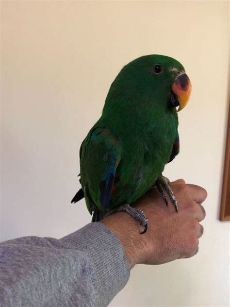 Check out the pet birds online, then visit your local petsmart store to pick out and take home your new feathered friend. Eclectus Parrot Birds For Sale | New York, NY #295983