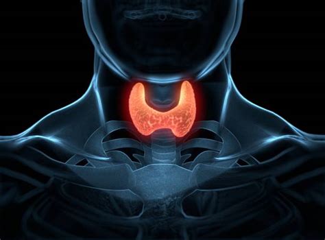 Thyroid Gland Stock Photos Pictures And Royalty Free Images Istock