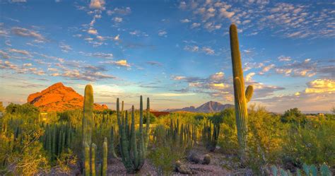 Desert Cactus Wallpapers Top Free Desert Cactus Backgrounds