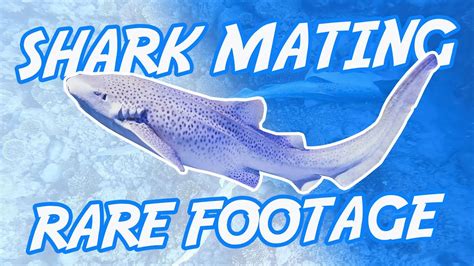 How Do Sharks Mate And Reproduce Shark Mating Footage Nurse Shark Youtube