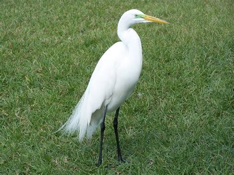 Florida Birds Great Egret