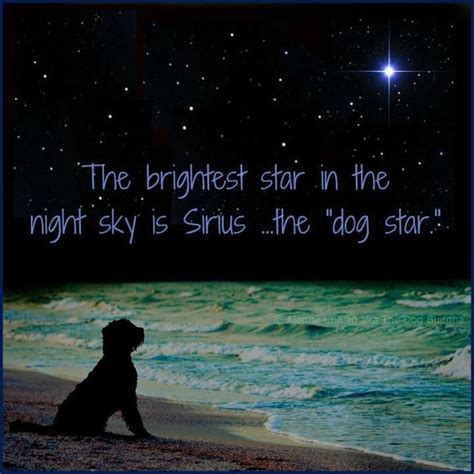 Pin By Amy Bendigkeit On Dogs The Dog Star I Love Dogs Dog Quotes