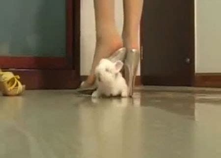 Rabbit Crush Video